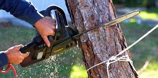 Best Arborist Consultation Services  in Cheshire Village, CT