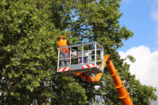 Best Tree Mulching Services  in Cheshire Village, CT