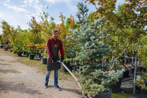 Professional  Tree Services in Cheshire Village, CT